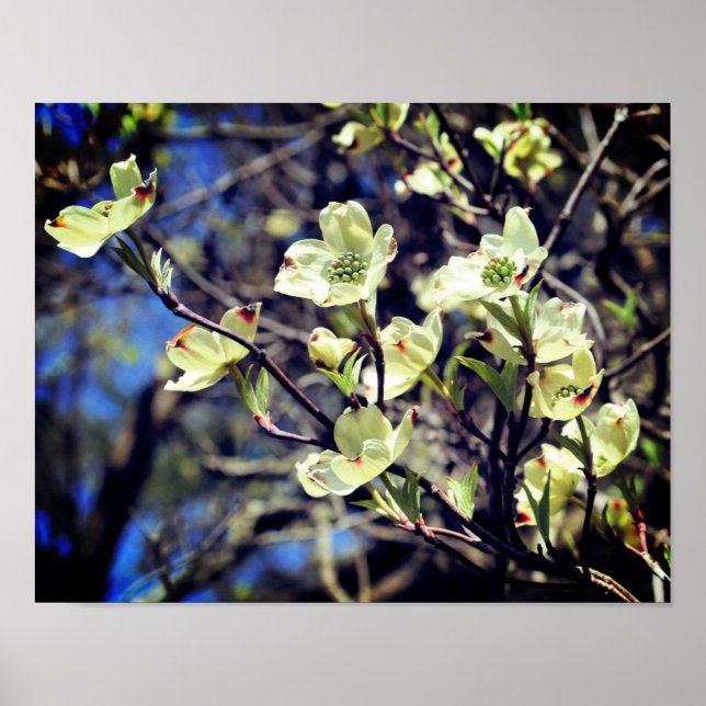 White Dogwood Flower Blossoms  Poster (Front)