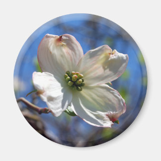 White Dogwood Flower magnet