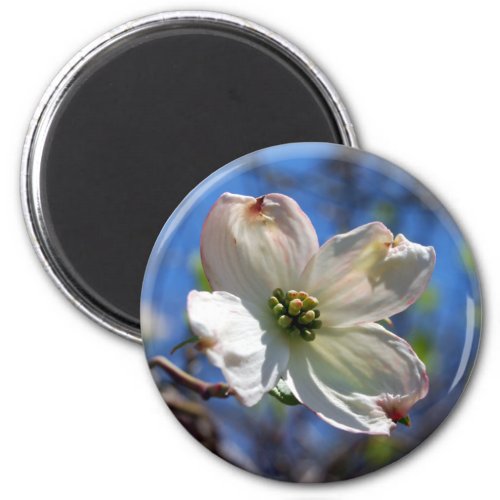 White Dogwood Flower magnet