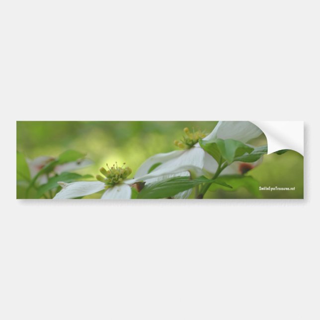 White Dogwood Flower Photo Bumper Sticker (Front)