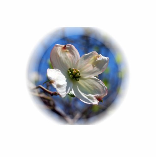 White Dogwood Flower pin Cutout