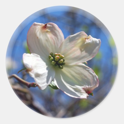 White Dogwood Flower sticker