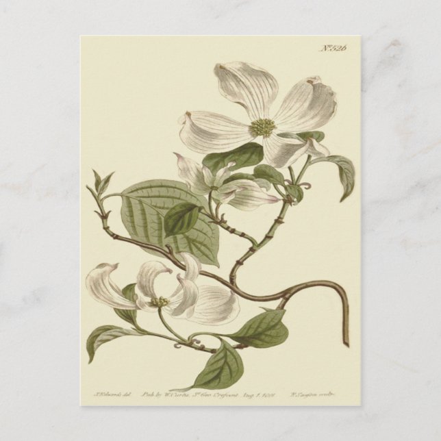 White Dogwood Flowers Illustration Postcard (Front)