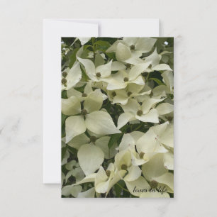 White Dogwood Flowers Note Card