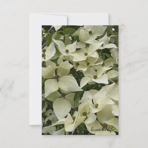  White Dogwood Flowers Note Card