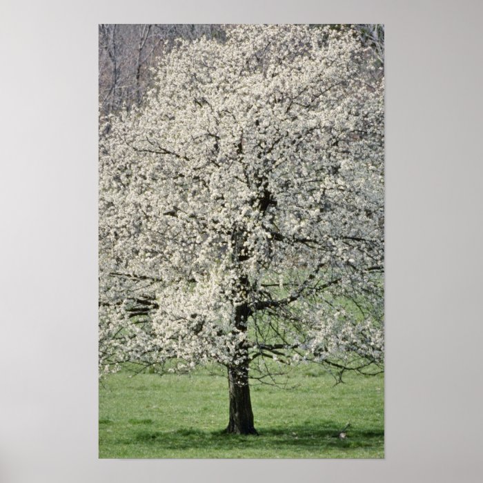 white Dogwood in bloom near Roanoke, Virginia, USA Print