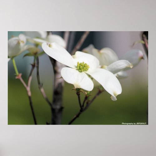 White Dogwood Poster