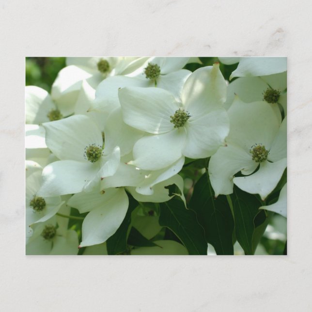 White Dogwood Spring Flowers Postcard (Front)