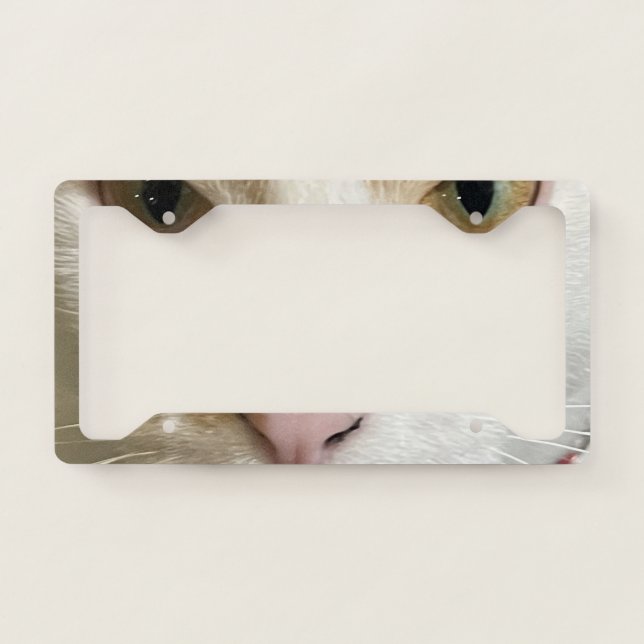 White Domestic Short Hair Calico License Plate Frame (Front)