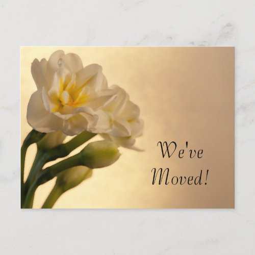 White Double Daffodils Change of Address Announcement Postcard