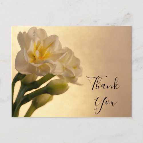 White Double Daffodils Thank You Postcard