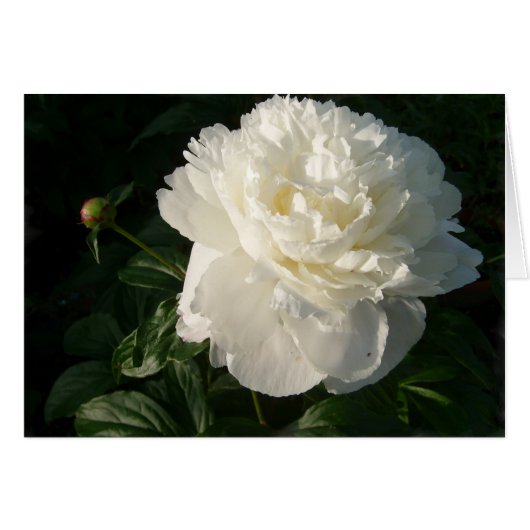 White Double Peonies Card (Front Horizontal)