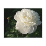 White Double Peonies Postcard