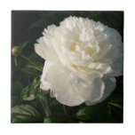 White Double Peonies Tiles or Trivets