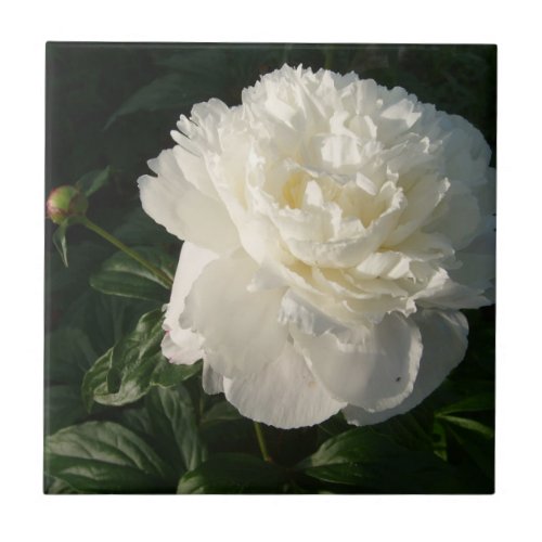 White Double Peonies Tiles or Trivets