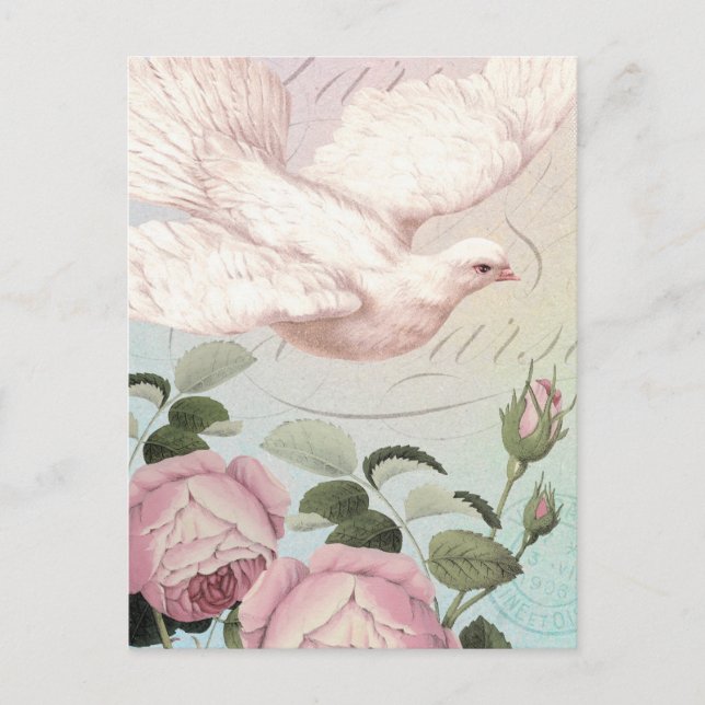 White Dove and Pink Roses Postcard (Front)