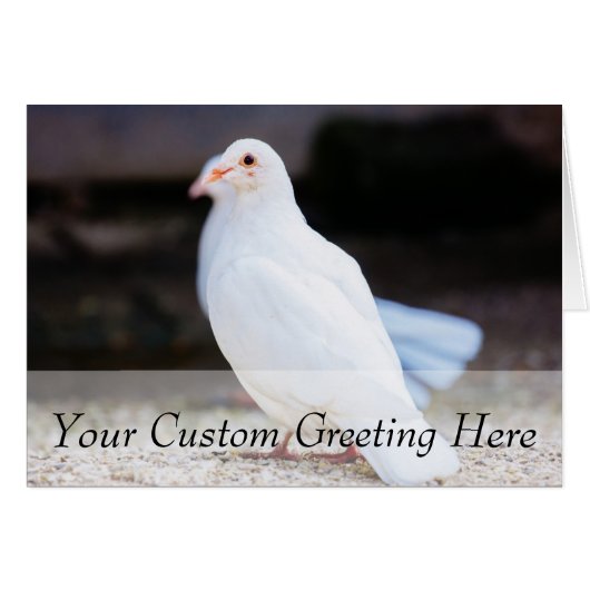 White Dove, Bird Photograph Cards (Front Horizontal)