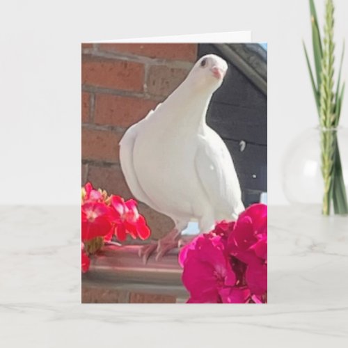 White Dove Editable  Card