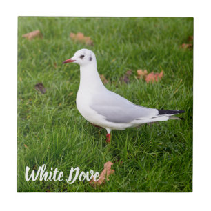 White Dove for bird and Pigeon lover gift Ceramic Tile