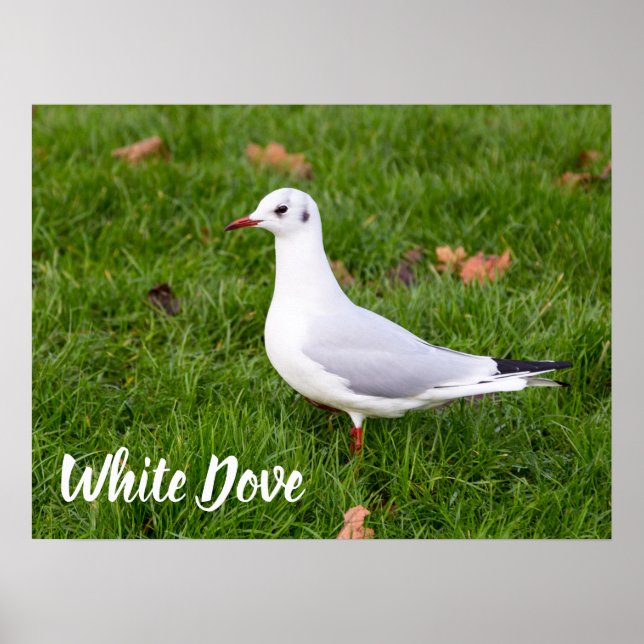 White Dove for bird and Pigeon lover gift Poster (Front)