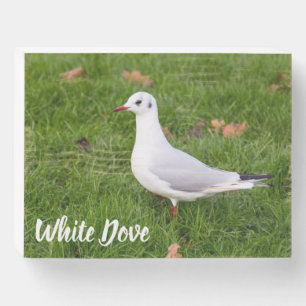 White Dove for bird and Pigeon lover gift Wooden Box Sign