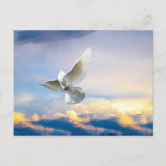 White dove in flight postcard