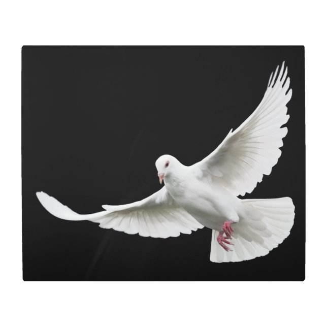 White dove metal print (Front)