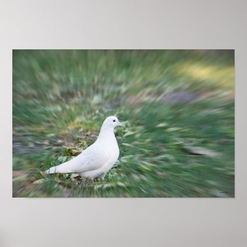 White Dove Poster