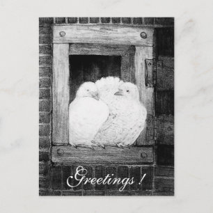 WHITE DOVES AT THE WINDOW black and white Postcard