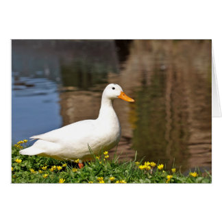 white duck001 cards