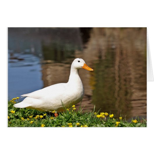 white duck001 cards (Front Horizontal)