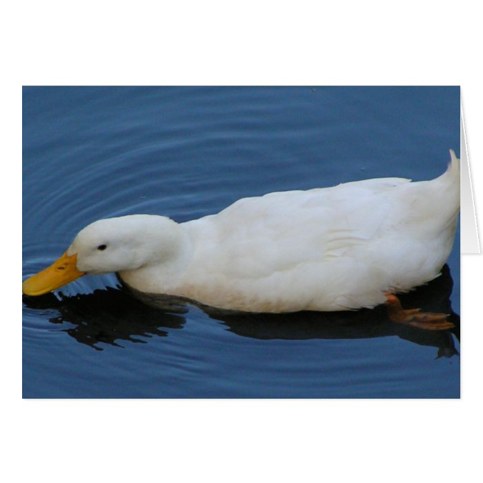 White Duck Greeting Cards