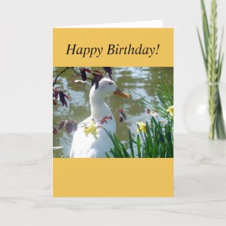 White Duck In Yellow Daffodils Card