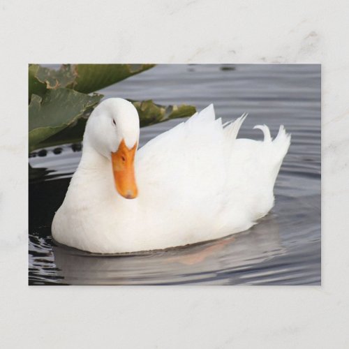 White Duck Photo Postcard