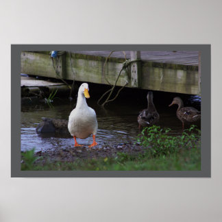 White Duck Photo Poster