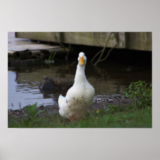 White Duck Photo Poster