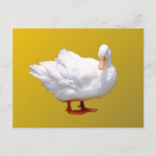 White Duck Postcard
