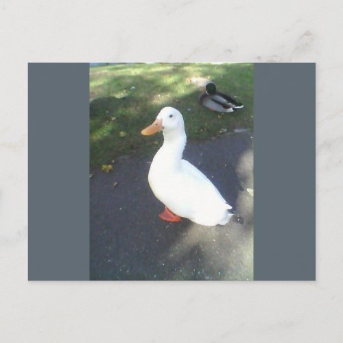 White Duck Spalding Postcard