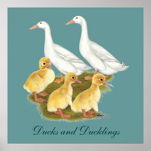White Ducks and Ducklings Poster (Front)