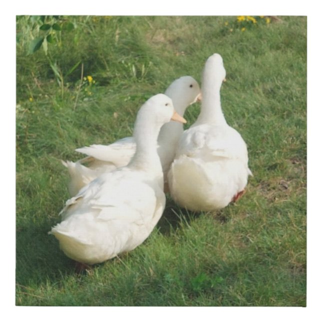 White Ducks Faux Wrapped Canvas Print (Front)