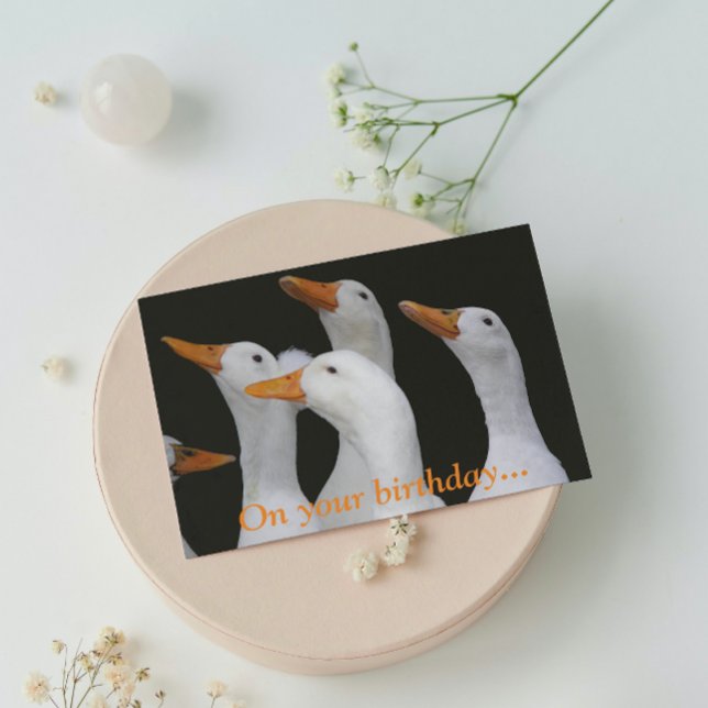 White Ducks Funny Birthday Card (In Situ)