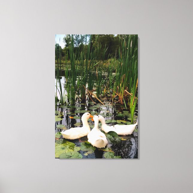 White ducks, lily pads, cattails, lake shore canvas print (Front)