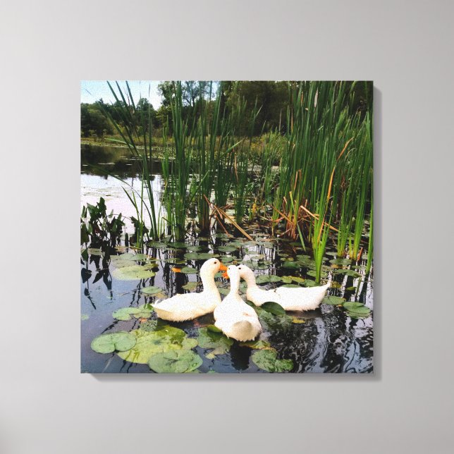 White ducks, lily pads, cattails, lake shore canvas print (Front)