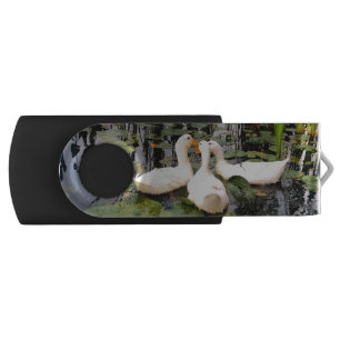 White ducks, lily pads, cattails, lake shore flash drive