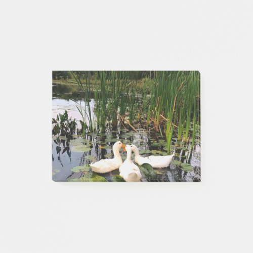 White ducks lily pads cattails lake shore post_it notes