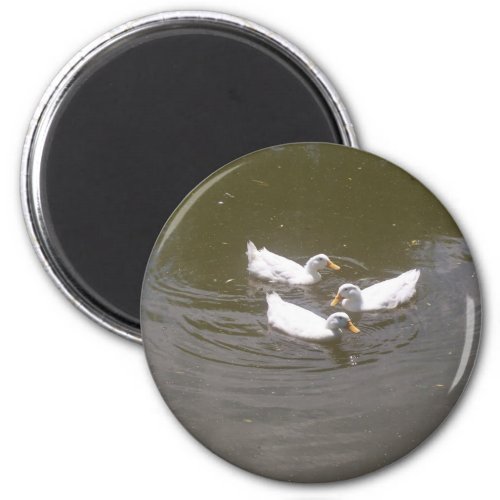 White Ducks Swimming Magnet