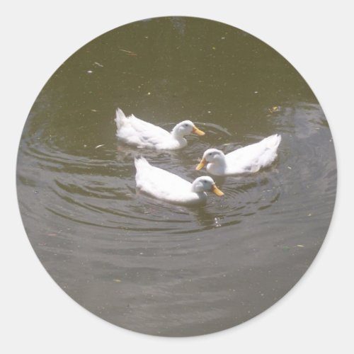 White Ducks Swimming Stickers