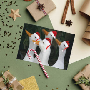 White Ducks Wearing Red Santa Hats Funny Holiday Card