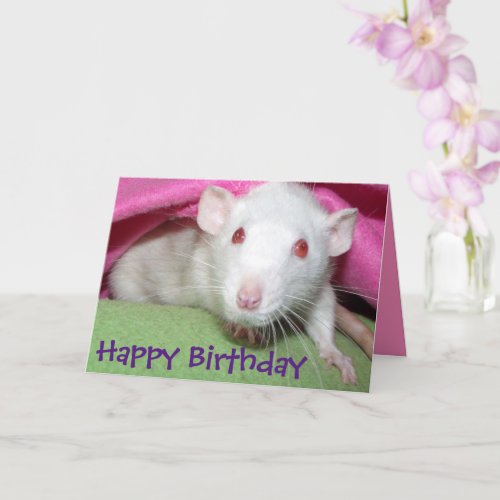 White Dumbo rat birthday card