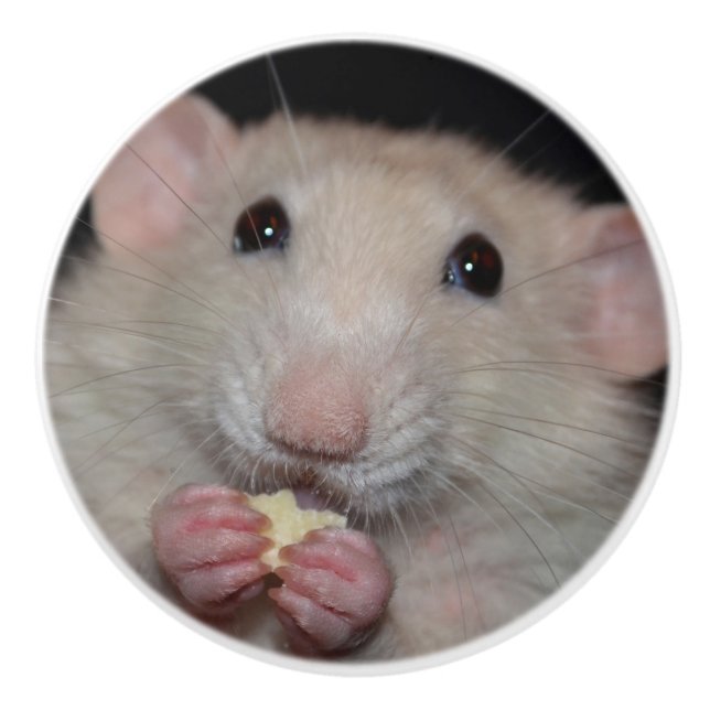 White Dumbo Rat Dresser Knob (Front)